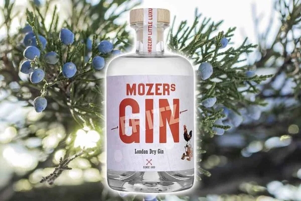 A Bottle of Gin from Mozers Spirits with a Juniper Tree in the Background